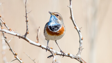 robin perched on a branch