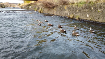 冬の川で泳ぐカモの群れ