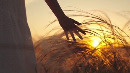 Hand strokes ears of grain in field. Woman walking through field in search of locations for photos strokes young ears of grain at sunset. Woman returning home from picnic on field strokes grass stems