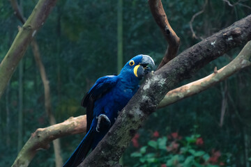 blue and yellow macaw