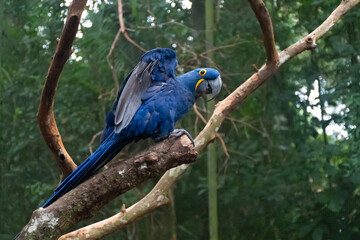 blue and yellow macaw