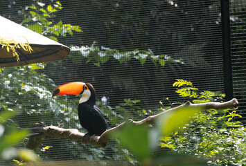 toucan on a branch © DC Fotos