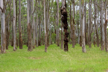 Bosque de Eucaliptos