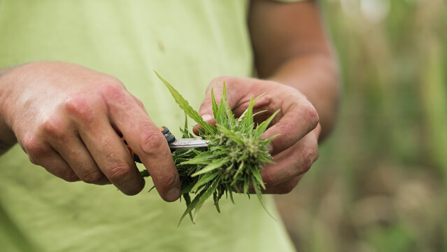 Male hands holding scissors and trimming leaves from freshly harvested cannabis bud, close up shot. Marijuana wet trim concept.