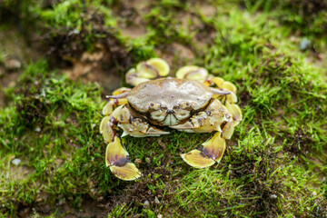 Spotted moon crab or Ashtoret lunaris on a mossy coral reef