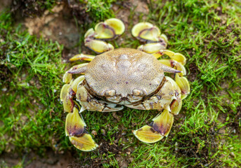 Spotted moon crab or Ashtoret lunaris on a mossy coral reef