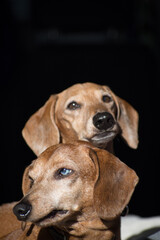 portrait of a dog