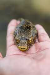 Saltwater fish - Puffer fish in hand