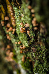 Many small mushrooms on the bark of a tree after the rain