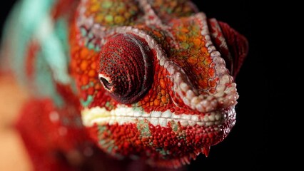 Close-up shot of a beautiful red and green chameleon in front of a black background.