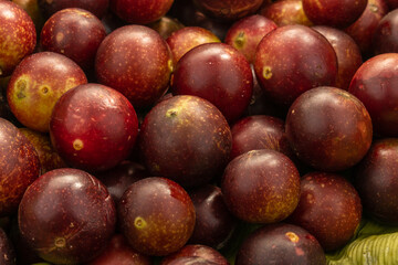 camu camu fruits, Myrciaria dubia, exotic fruit from the Amazon that grows on the banks of rivers, it is highly appreciated for its flavor, it is considered the fruit with the most vitamin C