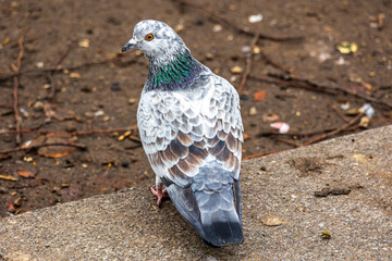 Portrait of a beautiful city pigeon