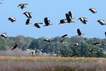 Black bellied whistling duck migration