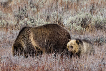 Grizzly sow (Ursus arctos horribilis) feeding on roots with her cub