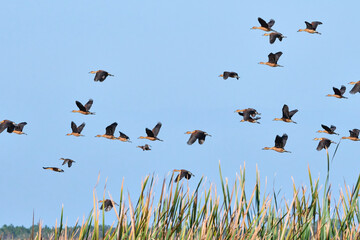 fulvous whistling duck migration