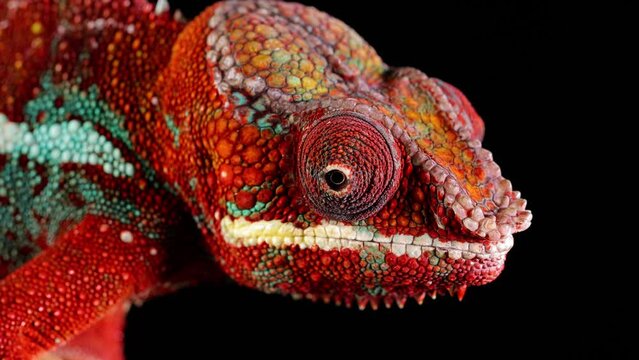 Close-up shot of a beautiful red and green chameleon in front of a black background.