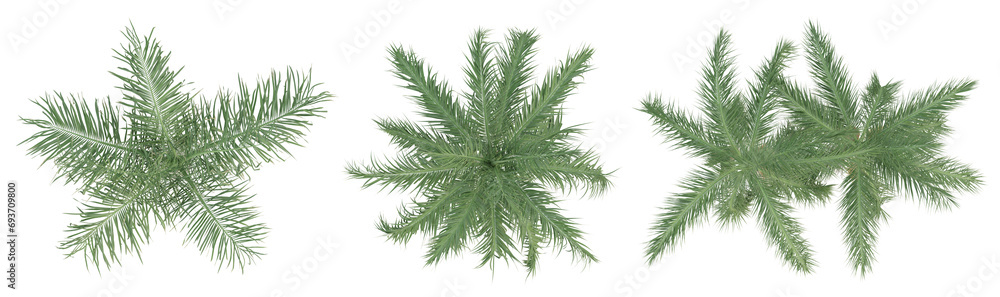 Sticker top view of roystonea regia palm trees isolated on transparent background, 3d render illustration.