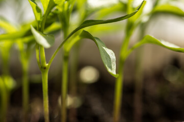 Small vegetable sprouts for growing different vegetables, vegetable sprouts