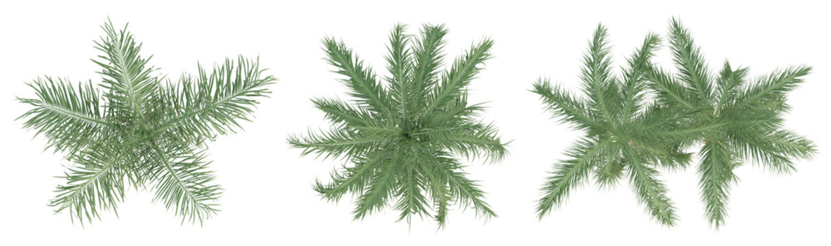 Top view of roystonea Regia palm trees isolated on transparent background, 3d render illustration.