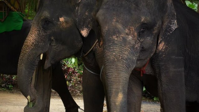 Portrait of big Indian elephant in Thailand reserve park sanctuary eating grass. Cruelty of human - elephants used for tourists entertainment. Seat tied to the back for riding. Wildlife mammal animals