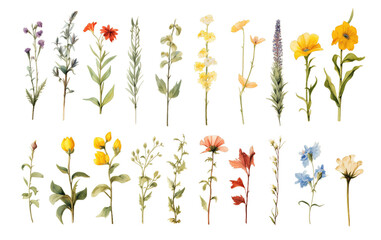 Collection of set wildflowers depicted in grunge oil paint isolated on transparent background. PNG file, cut out