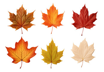 Collection of set Autumn leaves isolated on transparent background. PNG file, cut out