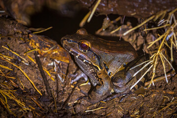 Smoky jungle frog (Leptodactylus pentadactylus) in Drake bay at night (Costa Rica)