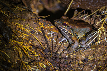 Smoky jungle frog (Leptodactylus pentadactylus) in Drake bay at night (Costa Rica)