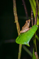 Insects and amphibians at night in Drake bay (Costa Rica)