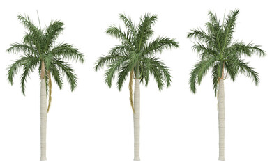 Roystonea Regia palm tree on transparent background, tropical plant, 3d render illustration.