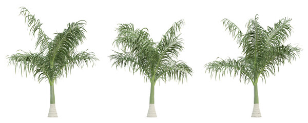 Roystonea Regia palm tree on transparent background, tropical plant, 3d render illustration.