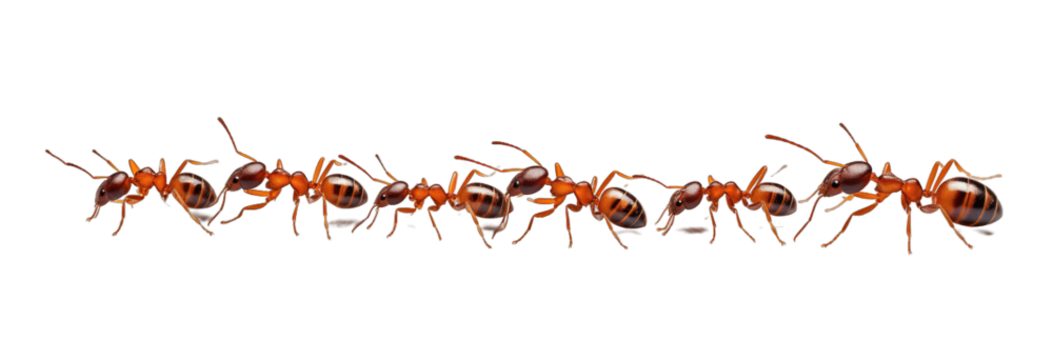 A procession of worker ants advancing to find food isolated on transparent background. PNG file, cut out