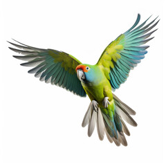 a parrot is flapping its wings on a white background