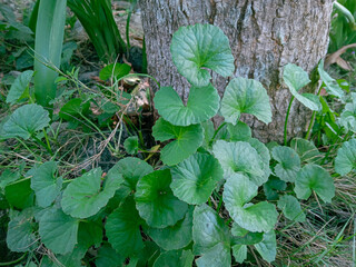 plants. centella asiatica or gotu kola on outdoor. bunch of green leaves in the garden. green leaf...