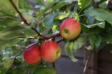 Ripe red apples on tree in garden