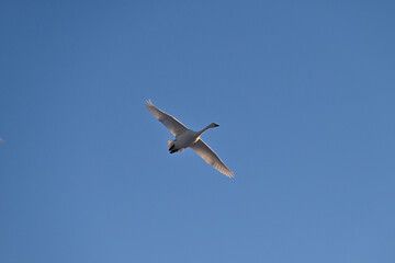 The arrival of swans, Utsunomiya, Tochigi
