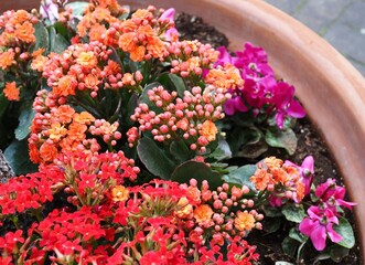 草花の寄せ植え