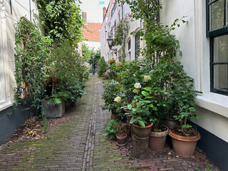 Fototapeta na wymiar View of city street with many beautiful green plants