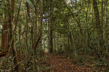 Fototapeta premium Rodal forest with white sand soil, a rare ecosystem characterized by having thin and tall rod-shaped trees, which grow in flooded and dry soils.