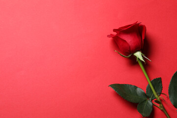 Fototapeta premium One beautiful rose on red background, top view. Space for text