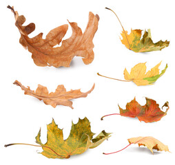Many different autumn leaves on white background