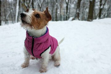 Cute Jack Russell Terrier wearing pet jacket in snowy park. Space for text