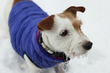 Cute Jack Russell Terrier in pet jacket outdoors on snowy day, closeup