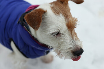 Cute Jack Russell Terrier in pet jacket on snow outdoors, closeup