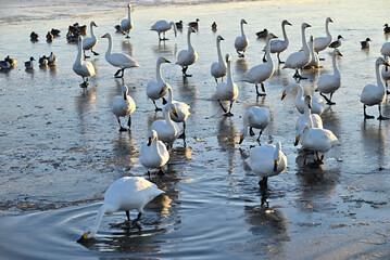 The arrival of swans, Utsunomiya, Tochigi