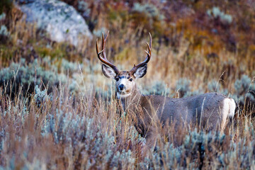Mule deer (Odocoileus hemionus) buck standing broadside in Grand Teton National Park during fall