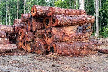Storage yard with piles of logs extracted from the brazilian Amazon rainforest in a sustainable forest management project, a way to harvest timber from the rainforest without causing deforestation