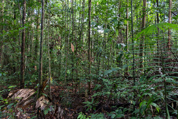 Understory of a dense and untouched area of the brazilian Amazon rainforest. The understory is the layer of vegetation that lies beneath the canopy of trees containing a complex and diverse ecosystem