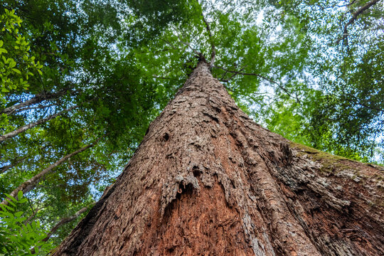 Gazing upwards into the heart of the Amazon rainforest, this photo captures the colossal stature of a towering tree, symbolizing the grandeur and majesty of the Brazilian Amazon's rich biodiversity.