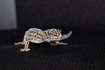 Female gecko eublefara leopard color with the remains of the ski